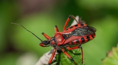 Čech objavil na záhrade hrozivo vyzerajúceho chrobáka. Rozšírený je aj na Slovensku