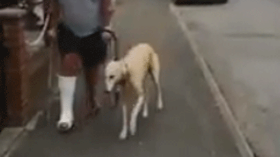 Muž minul na veterinárne vyšetrenia stovky dolárov. Keď zistil, čo je jeho psovi, zostal v šoku