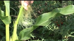 Viete si predstaviť obed z buriny? Na toto všetko je dobrá