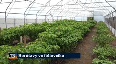 Horúčavy vo fóliovníku