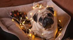 Máte doma psíka? Takto ho môžete zbaviť stresu na Silvestra