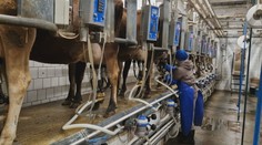 Farmári prijali najprísnejšie hygienické opatrenia. Stojí ich to stovky eur navyše, štát im zatiaľ neprispel