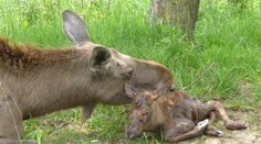 Toto sa na Slovensku nestalo už 300 rokov: Unikát v ríši zvierat