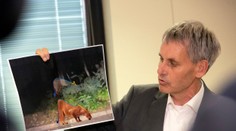 Nemecká polícia odvolala pátranie po údajnej levici. Analýza dokazuje, že ide o iné zviera