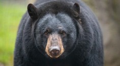 Kuriózny incident z poľovačky: Muža zabil padajúci medveď, ktorého na strome postrelil poľovník