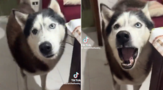 VIDEO: Aký pán, taký pes. Husky so silným talianskym prízvukom baví sociálne siete