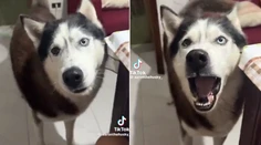 VIDEO: Aký pán, taký pes. Husky so silným talianskym prízvukom baví sociálne siete