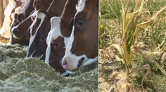 Takúto situáciu nepamätajú. Niektorí slovenskí farmári už musia predávať dobytok