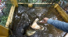 VIDEO: Krvavá dráma v zoo. Turista si pomýlil krokodíla s maketou, keď si to uvedomil, už bolo neskoro