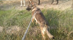 Dvaja nemeckí ovčiaci napadli v Sikenici ženu (52), ktorú dobre poznali