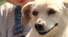 Psík, ktorého našli v kufri, sa už zotavuje. Po zahojení rán ho dajú na adopciu