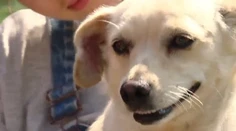 Psík, ktorého našli v kufri, sa už zotavuje. Po zahojení rán ho dajú na adopciu