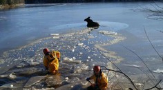 Dramatická záchrana! Pod samičkou losa sa na jazere prelomil ľad