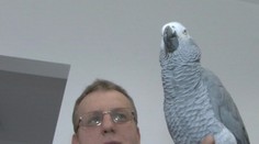 V Žiline po prvýkrát hospitalizovali papagája s ľudskou chorobou