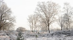 Čakajú nás biele Vianoce či upršaný december? Prinášame vám predpoveď počasia