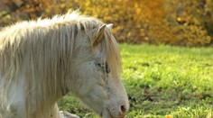 VIDEO: Poník sa v Nemecku viezol električkou. Pre vysoké teploty nezvládol prejsť pešo