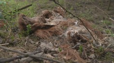 Pri dedine na Liptove našli pozostatky hovädzieho dobytka. Ekológ varuje, že môžu prilákať medvede