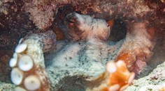 Tak veľa chobotníc sme nevideli už desaťročia, vravia ochranári. Nie je to dobré znamenie