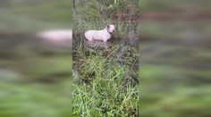 VIDEO: Psa priviazal k plotu a ponechal ho napospas hurikánu. Výhovorka majiteľa nahnevala ľudí ešte viac