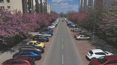 Ľudia sa pri rozkvitnutých čerešniach fotia. Pre motoristov však ide o nočnú moru