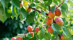 Sezóna marhúľ sa postupne rozbieha. Pozrite si, koľko zaplatíte za samozber