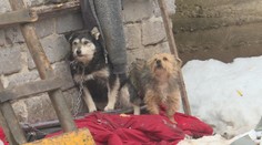 Psie zápasy organizujú aj deti a videá zavesia na internet. Vypátrali sme identitu chlapcov