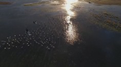 Vtáky zmiatli teplotné výkyvy. Až 200-tisíc žeriavov neodletelo z Maďarska do teplých krajín