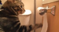 Mačka a toaletný papier? Toto vás zaručene pobaví!