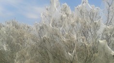 Na ceste pri Košiciach to vyzerá ako z hororu. Vieme, čo môže za inváziu