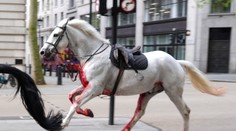 VIDEO: Centrom Londýna sa preháňali splašené kone. Zranilo sa päť ľudí, štyria skončili v nemocnici