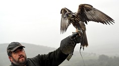 Šesť mláďat sokola rároha budú sledovať prostredníctvom satelitných vysielačiek