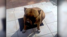 Nelegálny psie zápasy na Slovensku: Stopy vedú na bývalé družstvo