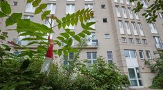 Otrasný prípad v Nemecku. Dieťa vyhodili z okna bytu na treťom poschodí v prepravke pre mačky