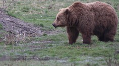 Pri Pezinku sa objavil asi 100-kilový medveď, zachytili ho fotopasce
