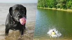Psov po kúpaní zabíja neviditeľné nebezpečenstvo. Veterinár varuje pred vodou, ktorá vyzerá bezpečne