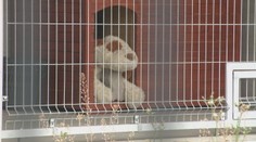 Prešov má konečne útulok pre psov, no byť v ňom môžu iba plyšáci