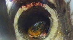 Študentka porodila do záchodu, dieťa museli vysekať z potrubia