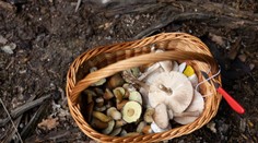 Na Slovensku pribúda počet nakazených nebezpečným parazitom. Lekár Pavlovi povedal, že sa s ním 20 rokov nestretol