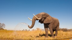 Polícia zaistila vo Viedni slonie kly v hodnote 560.000 eur