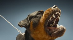 Rotvajler sa odtrhol z reťaze a pohrýzol ženu