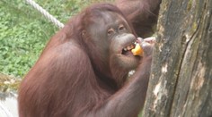 V bojnickej ZOO sú zhrození. Neuveríte, čo všetko ľudia hodia zvieratám do výbehu