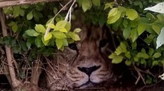 Lev v kríkoch zalarmoval celú dedinu. Strážcov divočiny, ktorí ho prišli odchytiť, čakalo poriadne prekvapenie