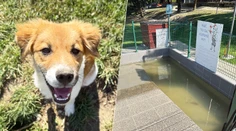 Horúčavy sú pre zvieratá nebezpečnejšie než pre ľudí. Tri veci im počas nich nesmú chýbať