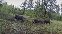 Africký mor ošípaných sa na Slovensku rozšíril do ďalšieho okresu