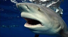 K útoku žraloka v tejto európskej krajine nedošlo 175 rokov. Až teraz