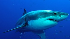 Žralok útočil na obľúbenej pláži surfistov. Z vody vytiahli telo chlapca