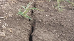 Úroda sa prepadla až o desiatky percent. Suché leto môže Slovákom predražiť nákupy