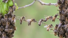 Slovenka zomrela po tom, čo ju na opekačke poštípala včela