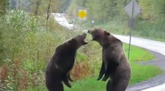 Unikátne video: Medvede si to rozdali priamo uprostred cesty