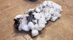 Fluffy takmer zaživa zamrzla pod snehom